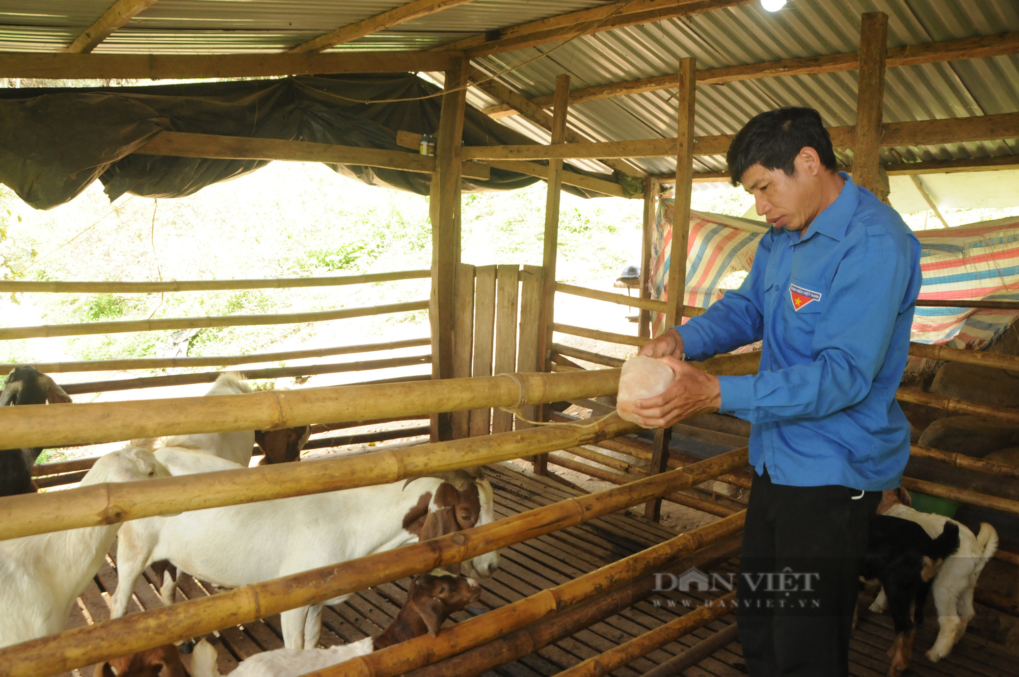 Nuôi dê Boer sinh sản theo hướng hàng hóa chàng thanh niên vùng biên Sơn La lãi hàng trăm triệu đồng  - Ảnh 4.