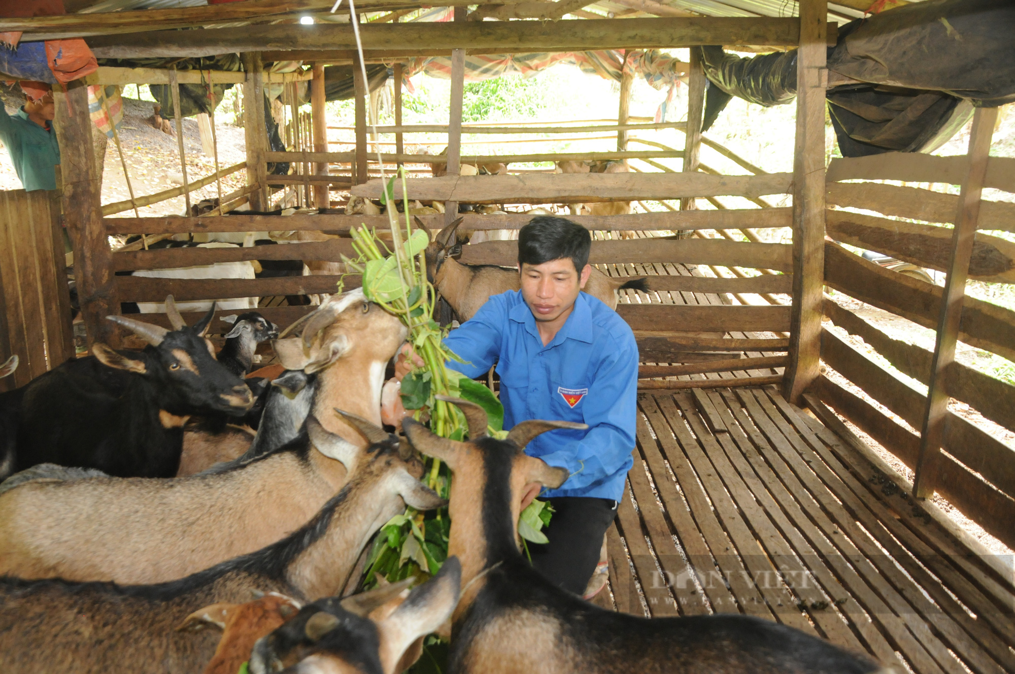 Nuôi dê Boer sinh sản theo hướng hàng hóa chàng thanh niên vùng biên Sơn La lãi hàng trăm triệu đồng  - Ảnh 1.