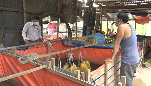 Giá lươn nuôi giảm 80.000-100.000 đồng/kg, nông dân nuôi con đặc sản này ở Đồng Tháp đành phải làm điều này - Ảnh 1.