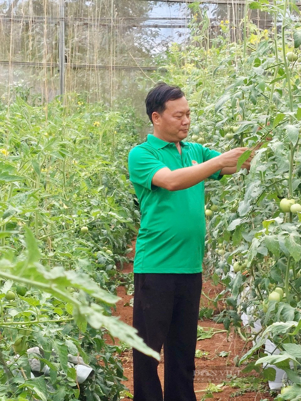 Lâm Đồng: Chủ tịch Hội Nông dân xã trồng cà chua lạ công nghệ cao, vườn đẹp mê ly, ai nhìn cũng tấm tắc khen - Ảnh 1.