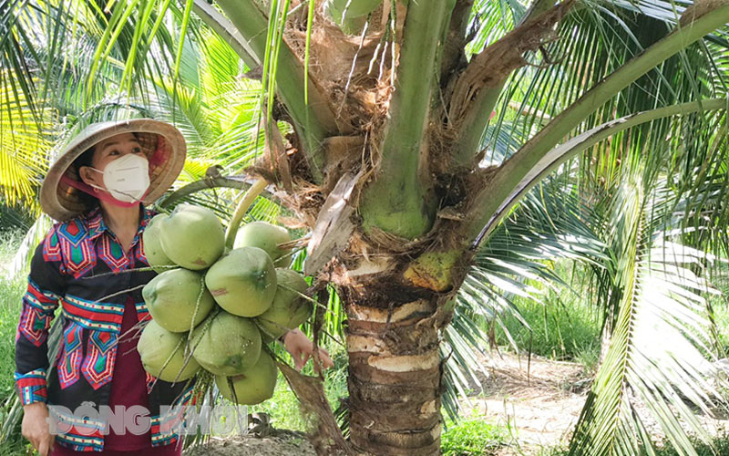 Nông dân trồng dừa Bến Tre mừng vì giá dừa trái tăng lên gấp đôi