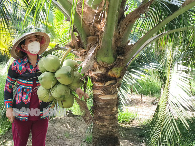 Nông dân trồng dừa Bến Tre mừng vì giá dừa trái tăng lên gấp đôi - Ảnh 1.