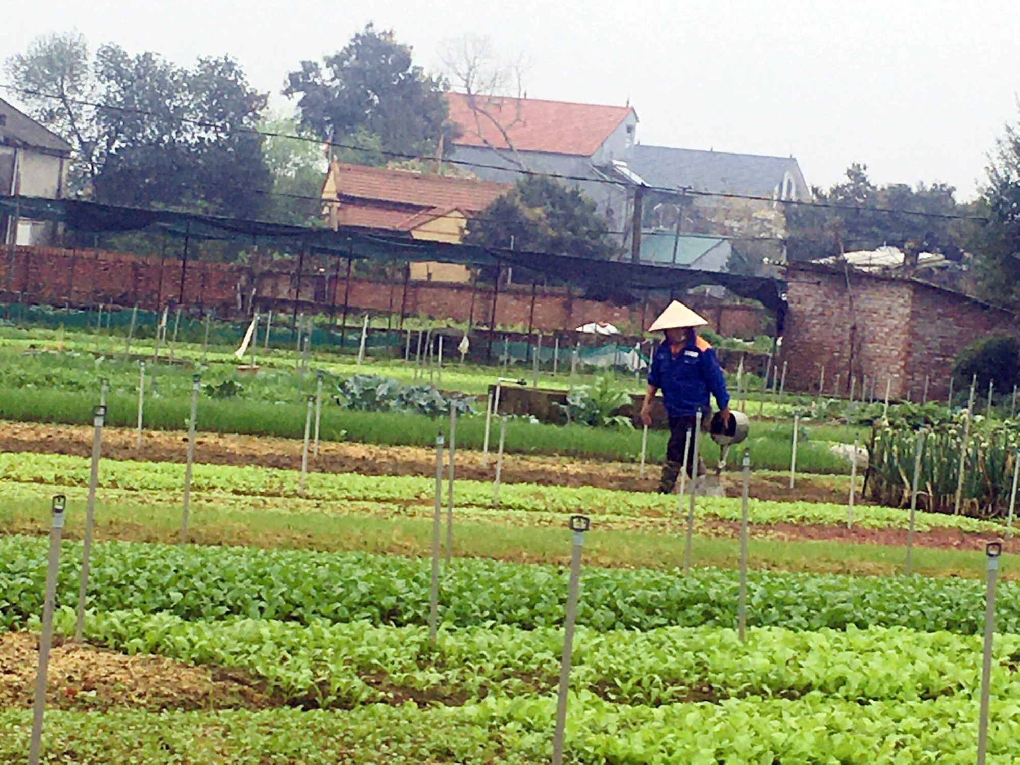 Nông dân Phú Thọ chia sẻ bí quyết chăm sóc rau an toàn khép kín, năng suất cao - Ảnh 1.
