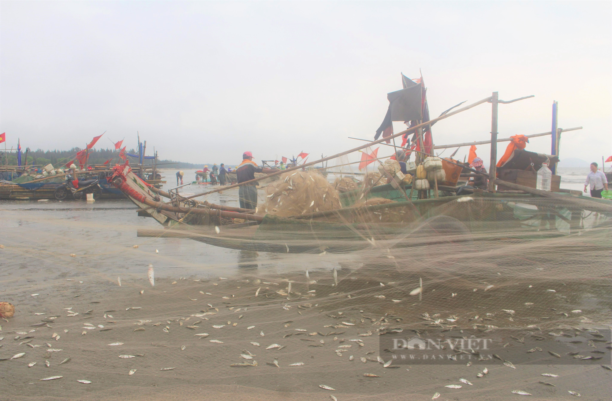 Ngư dân Hà Tĩnh đánh được hàng tấn cá trích mỗi ngày, cá mắc chi chít lưới, gỡ mỏi tay không hết - Ảnh 11.