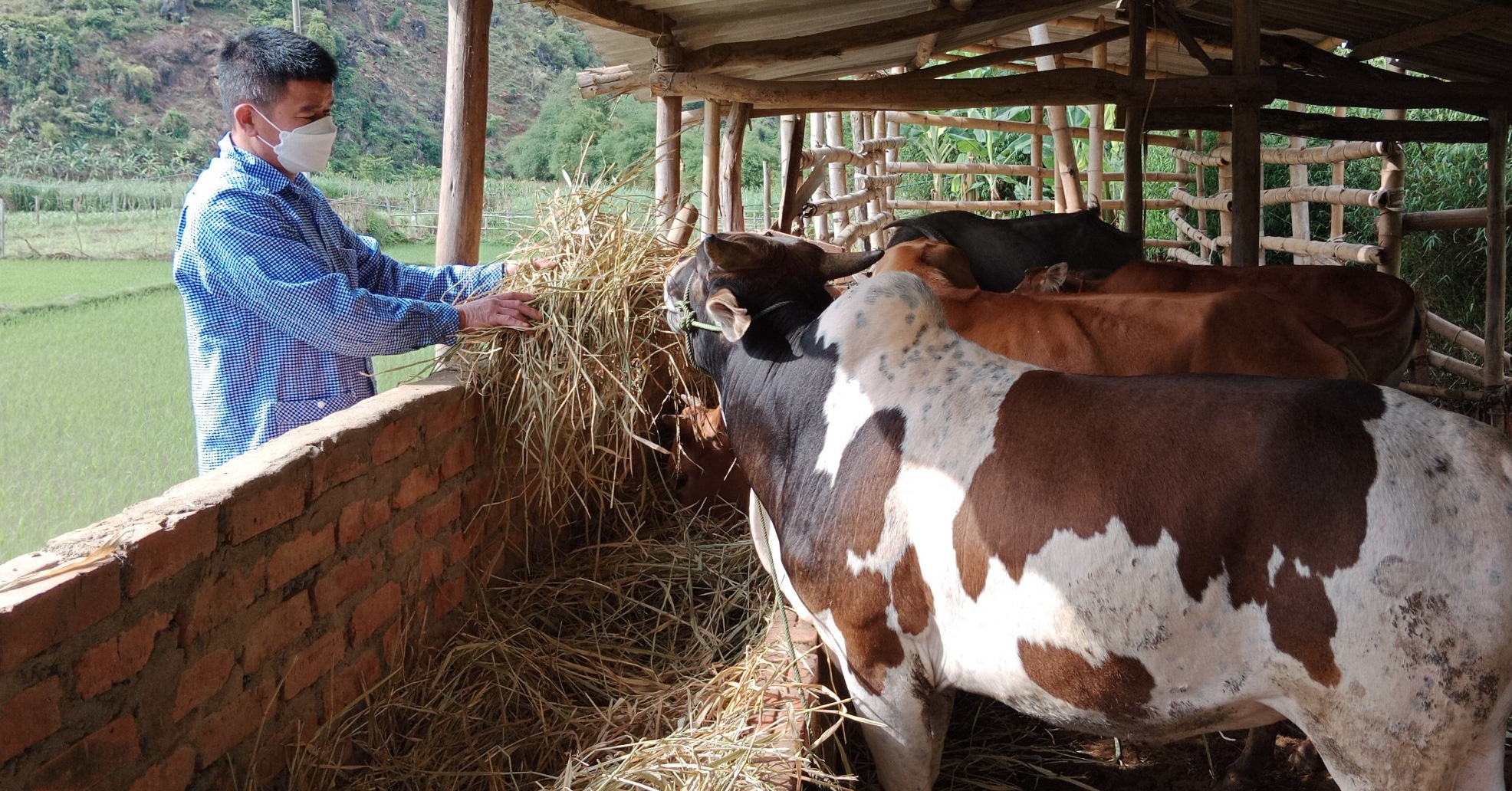 Nông thôn Tây Bắc: Anh nông dân Phù Hoa làm giàu nhờ nuôi trâu bò