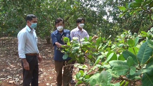 Trồng thứ cây một thời là &quot;cây hái ra tiền&quot;, năm nay toàn thấy lá, lác đác vài quả, nông dân Đồng Nai thấy rầu - Ảnh 1.