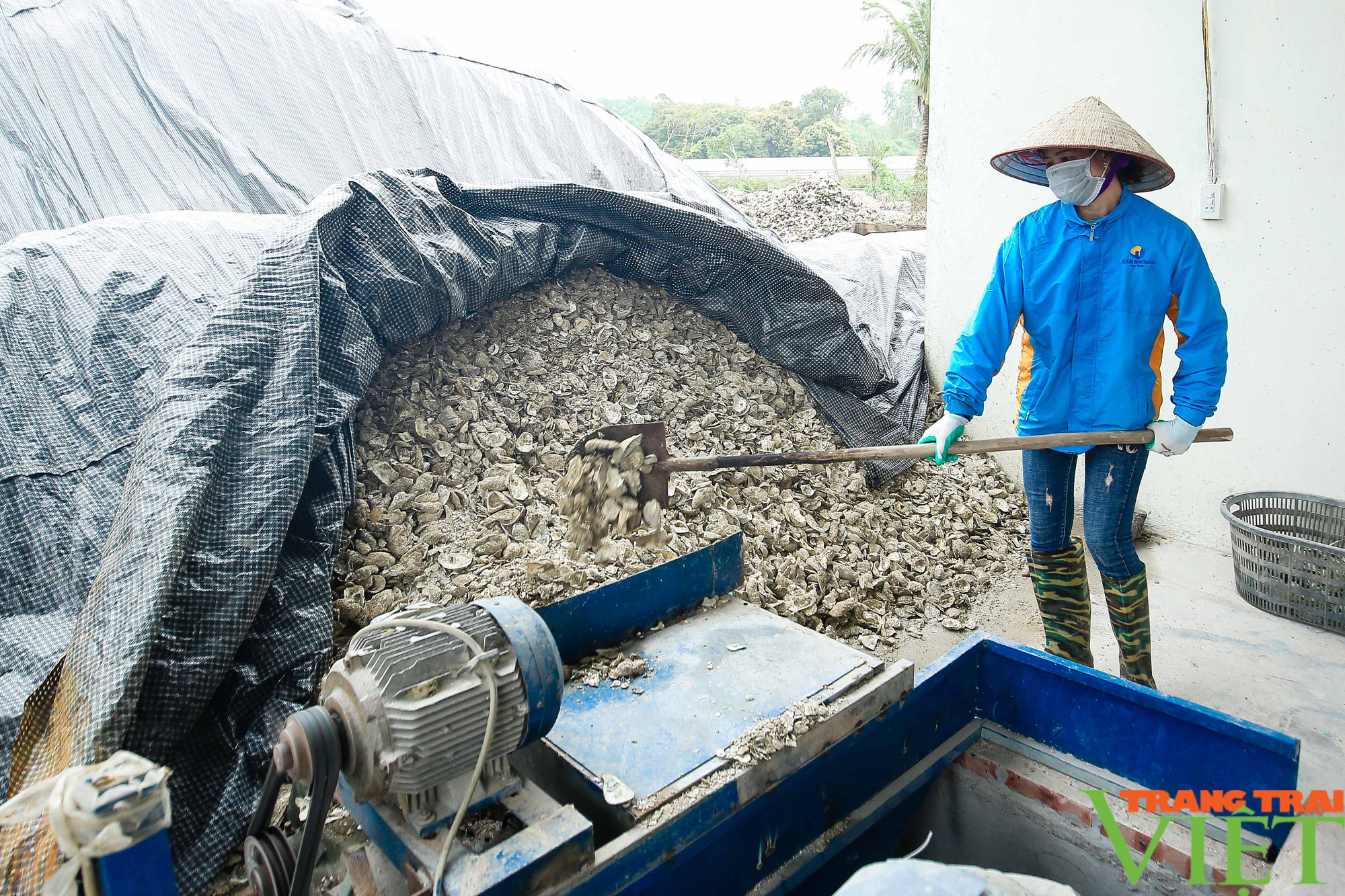 Cận cảnh quy trình chế biến vỏ hàu thành thức ăn chăn nuôi của nông dân Quảng Ninh - Ảnh 1.