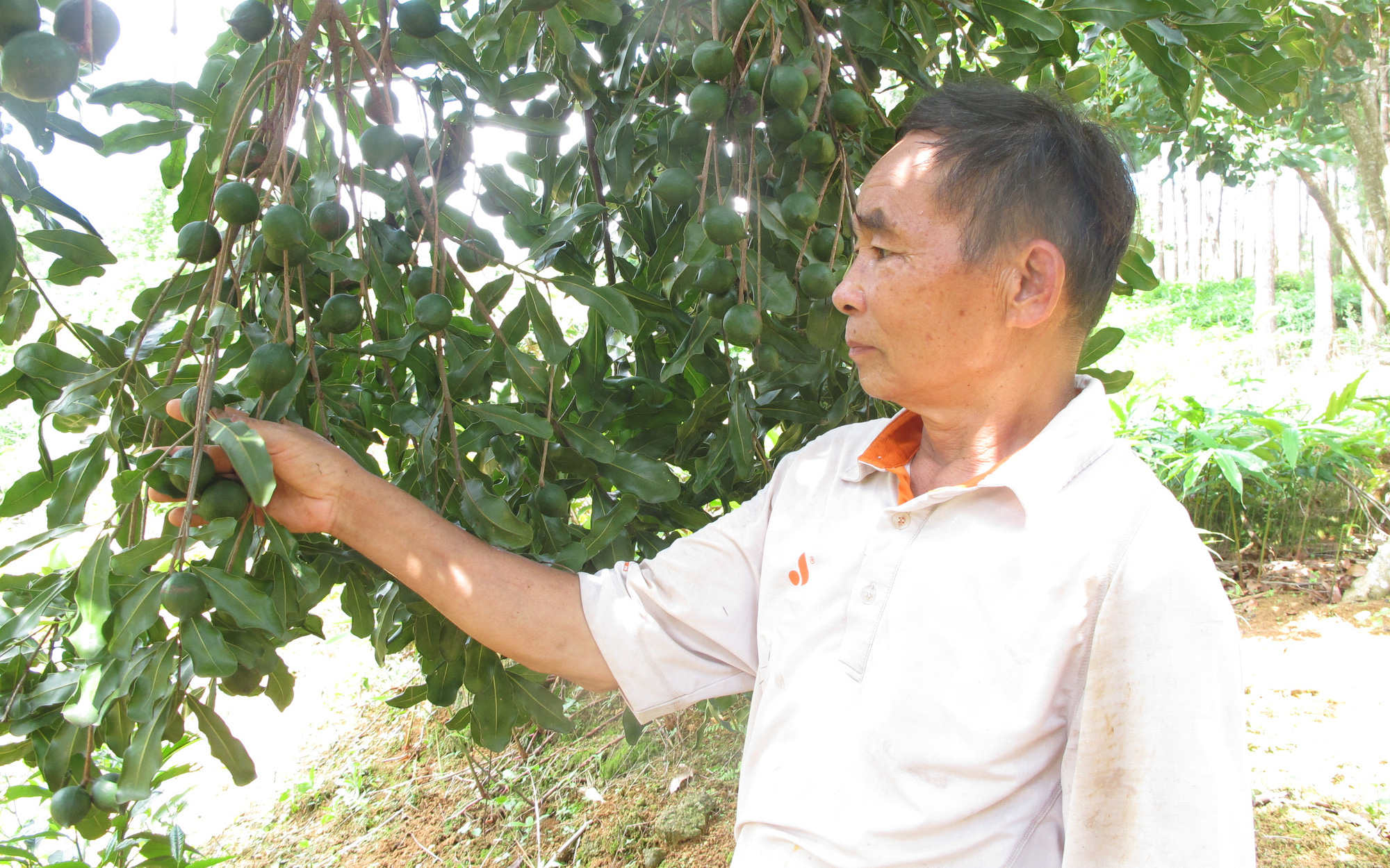 Việt Nam đã bán loại hạt được ví như &quot;nữ hoàng quả khô&quot; đi bao nhiêu nước, thu bao nhiêu tiền?