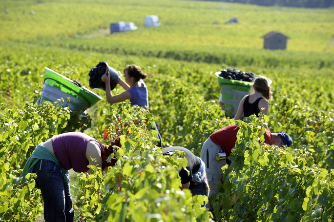 Đi làm nông nghiệp tại Australia, lao động Việt có thể kiếm gần 70 triệu đồng/tháng