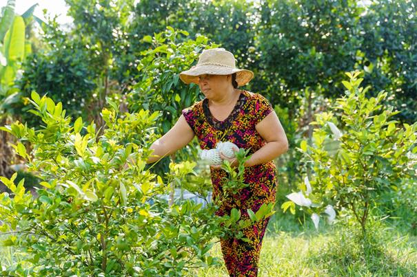 “Tiếp sức nhà nông” cùng phụ nữ nuôi ước mơ làm kinh tế - Ảnh 1.