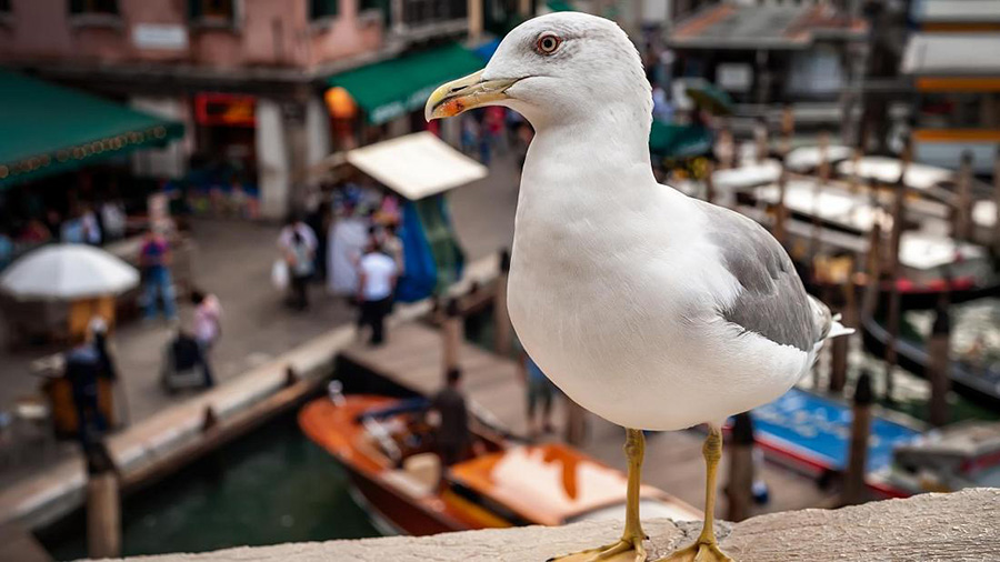 Italia: Khách du lịch tới Venice có thể trải nghiệm “vũ khí chống cướp biển có cánh” - Ảnh 2.