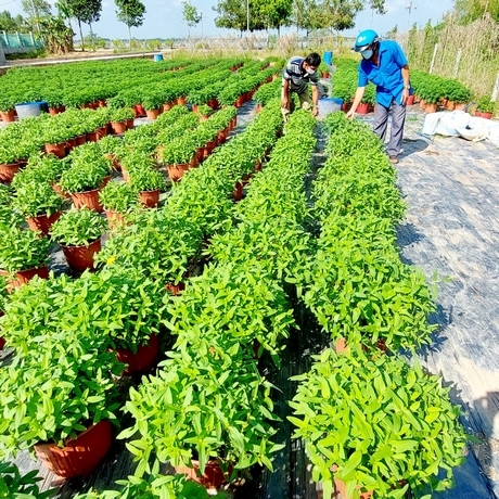 Nông nghiệp đô thị ở Vĩnh Long, nông dân trồng cây cảnh, nuôi lươn không bùn dày đặc, ít đất vẫn giàu lên - Ảnh 1.