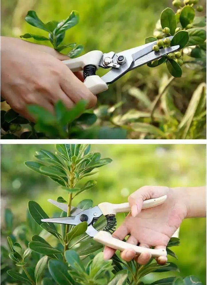 Mạnh tay cắt tỉa để cây cảnh của bạn khỏe mạnh, nảy mầm xanh tươi, ra hoa rực rỡ - Ảnh 2.