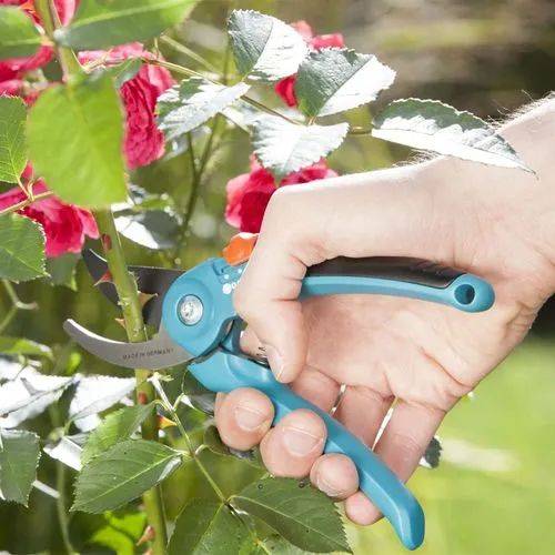 Mạnh tay cắt tỉa để cây cảnh của bạn khỏe mạnh, nảy mầm xanh tươi, ra hoa rực rỡ - Ảnh 5.