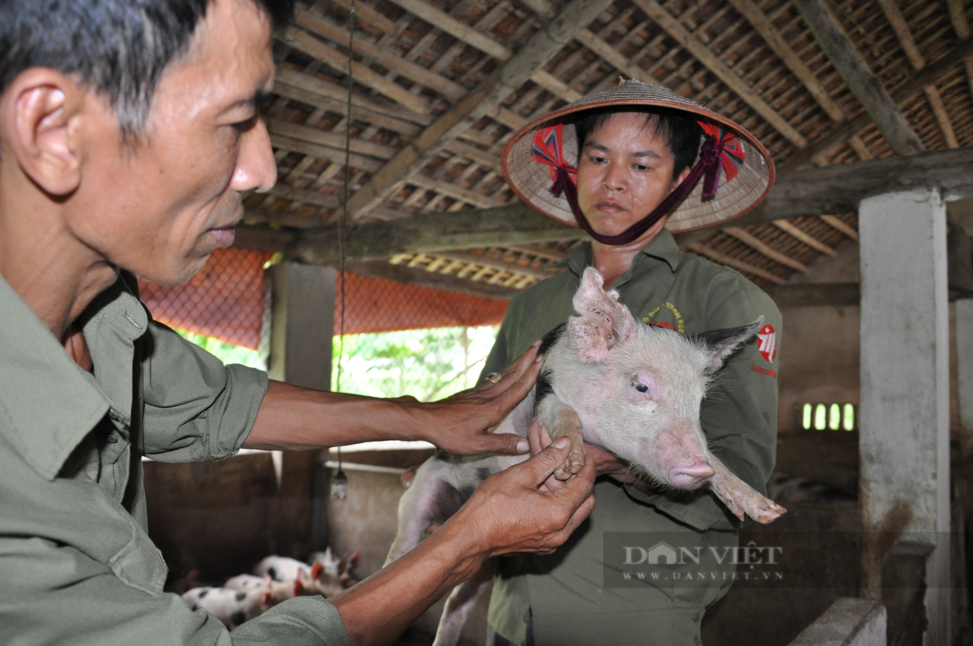 An toàn sinh học, giải pháp đơn giản, dễ áp dụng giúp nông hộ chăn nuôi lợn an toàn giữa đại dịch - Ảnh 3.