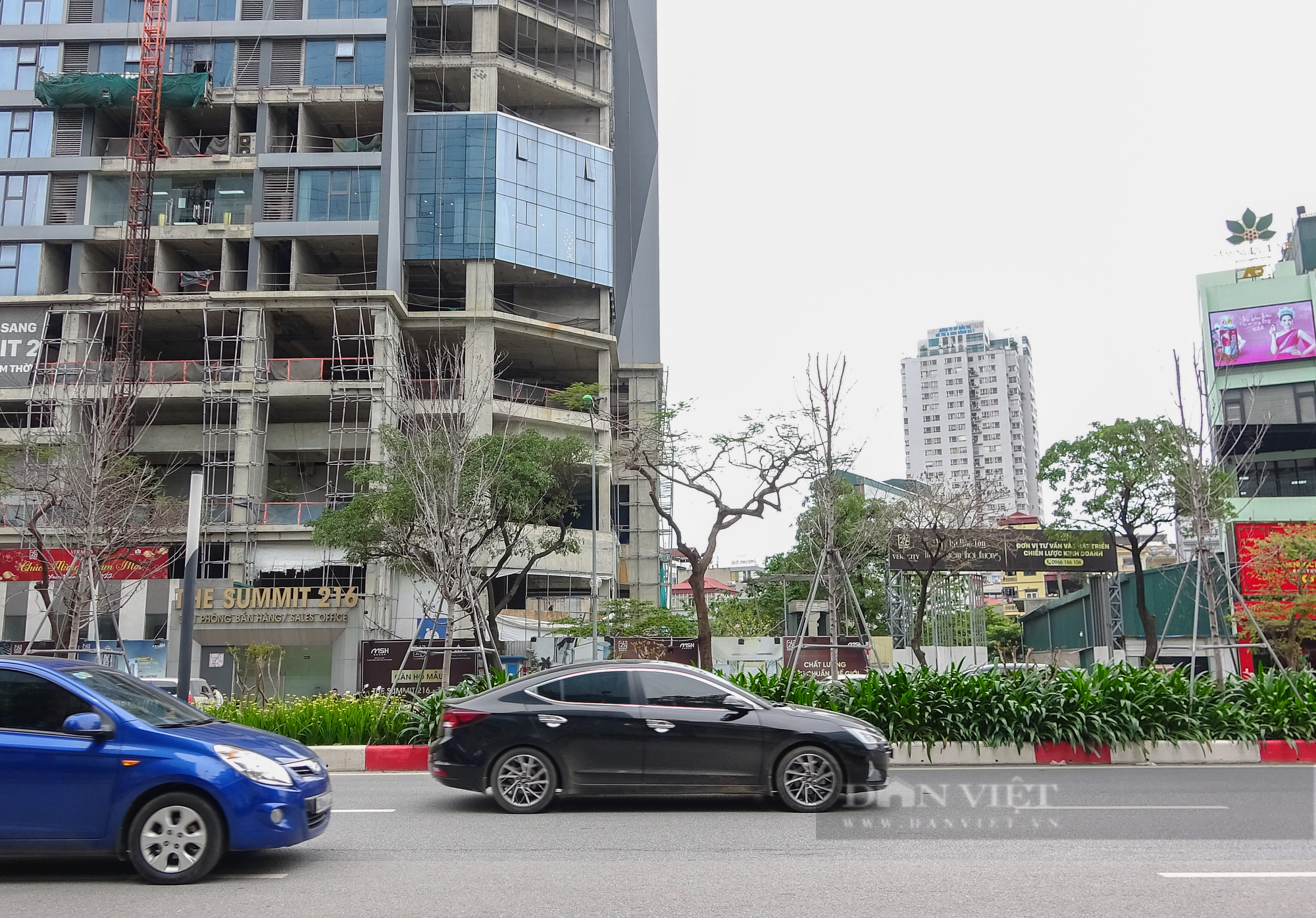 Di dời nửa chừng, hàng phong lá đỏ còn sót lại ở Hà Nội “sống mà như đã chết”    - Ảnh 5.