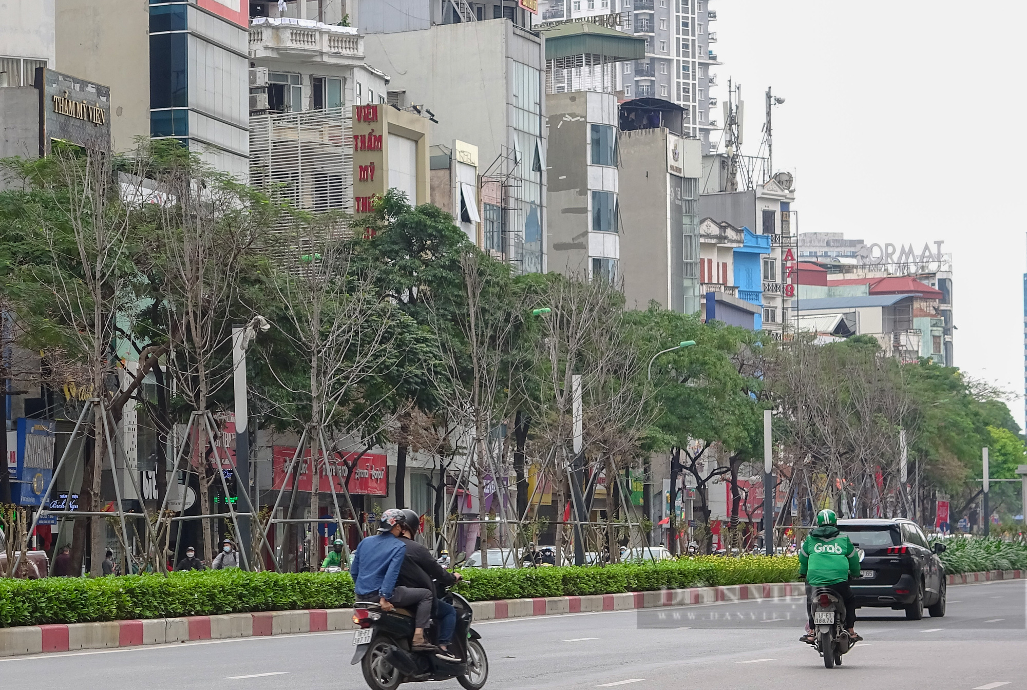 Di dời nửa chừng, hàng phong lá đỏ còn sót lại ở Hà Nội “sống mà như đã chết”    - Ảnh 1.