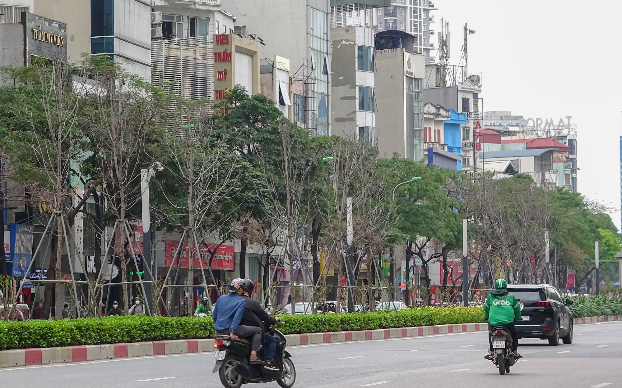 Di dời nửa chừng, hàng phong lá đỏ còn sót lại ở Hà Nội “sống mà như đã chết”   