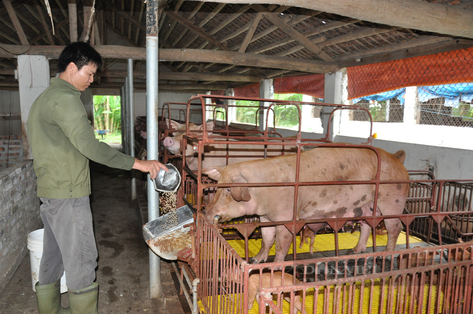 An toàn sinh học, giải pháp đơn giản, dễ áp dụng giúp nông hộ chăn nuôi lợn an toàn giữa đại dịch - Ảnh 4.