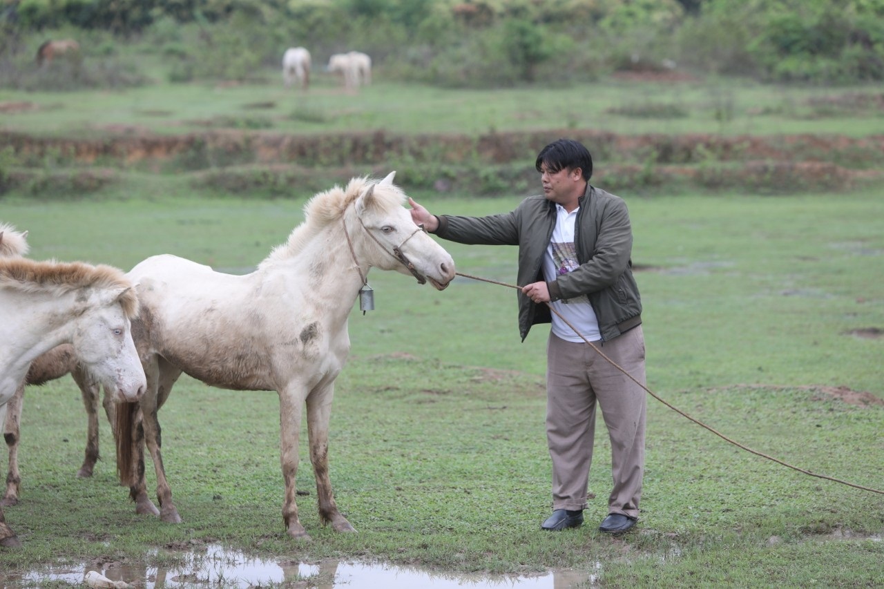 Bắc Giang: Nông dân nuôi ngựa bạch, chỉ cho ăn cỏ mà cứ bán 1 con to thu ngay 80-120 triệu - Ảnh 1.
