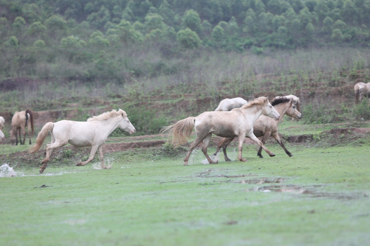 Bắc Giang: Nông dân nuôi ngựa bạch, chỉ cho ăn cỏ mà cứ bán 1 con to thu ngay 80-120 triệu - Ảnh 2.
