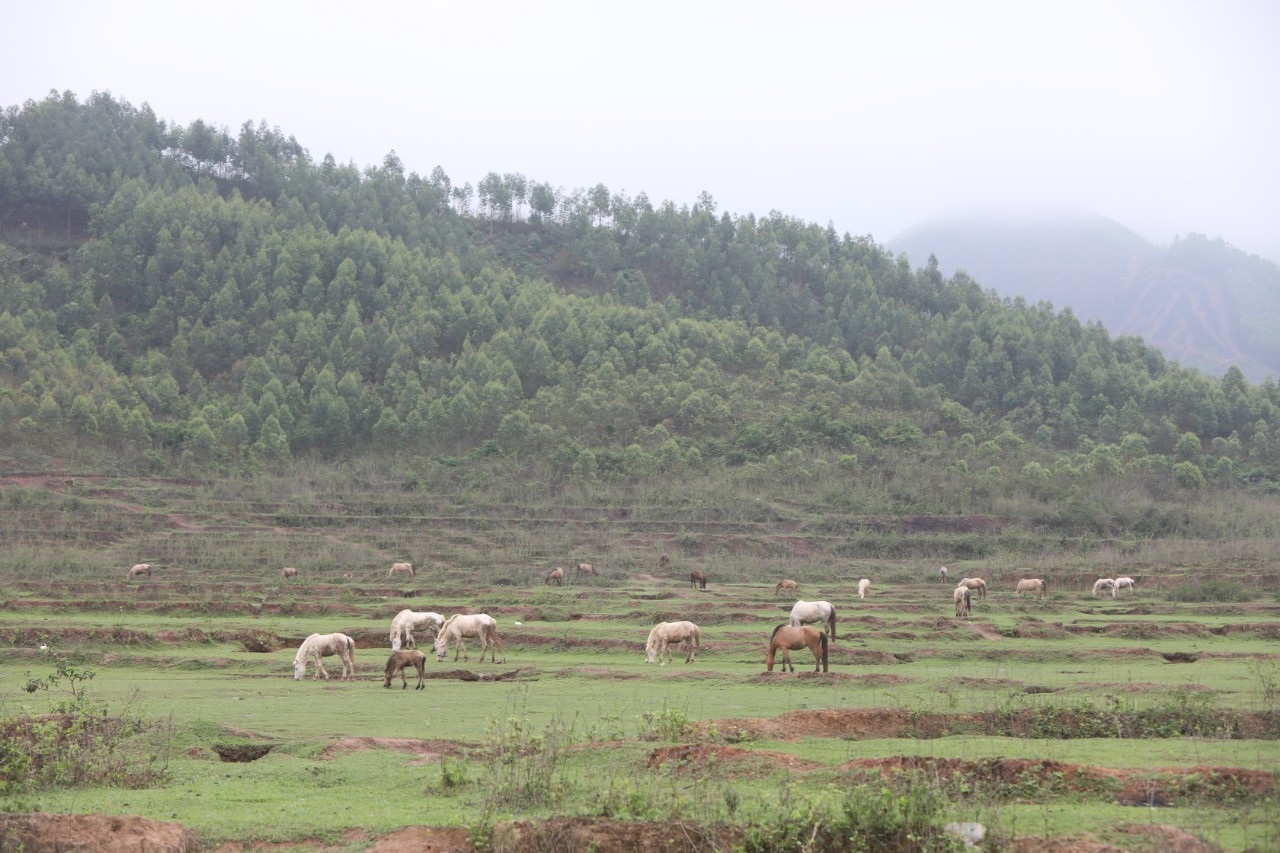 Bắc Giang: Nông dân nuôi ngựa bạch, chỉ cho ăn cỏ mà cứ bán 1 con to thu ngay 80-120 triệu - Ảnh 4.