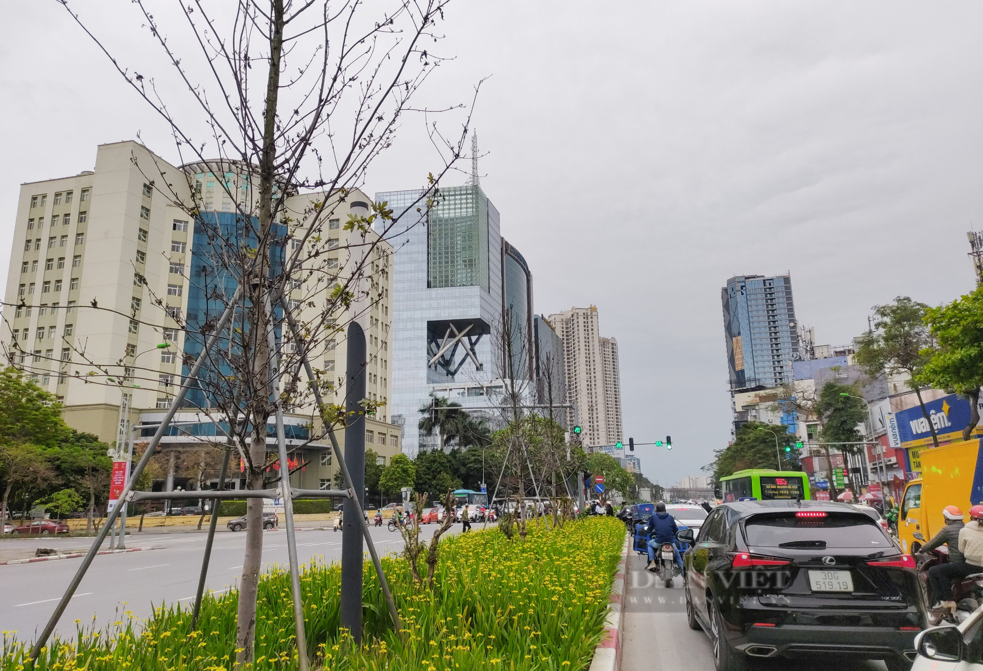 Di dời nửa chừng, hàng phong lá đỏ còn sót lại ở Hà Nội “sống mà như đã chết”    - Ảnh 4.