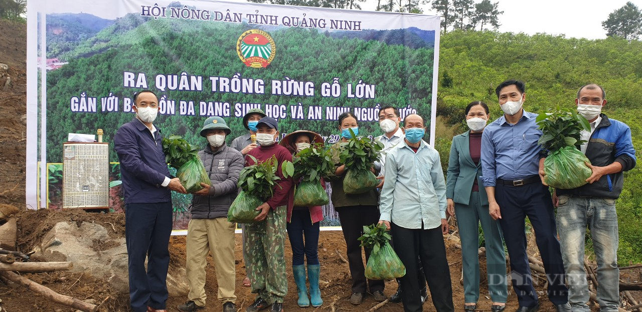 Hội Nông dân Quảng Ninh với quyết tâm phủ kín rừng gỗ lớn - Ảnh 4.