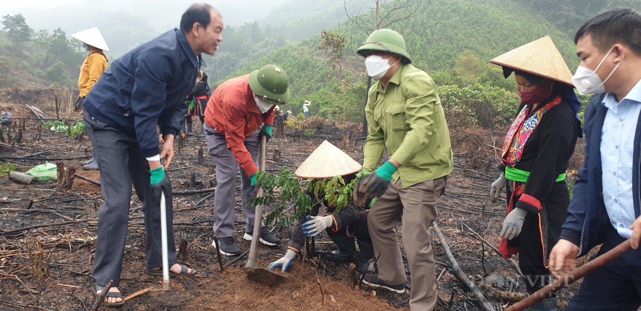 Hội Nông dân Quảng Ninh với quyết tâm phủ kín rừng gỗ lớn - Ảnh 1.