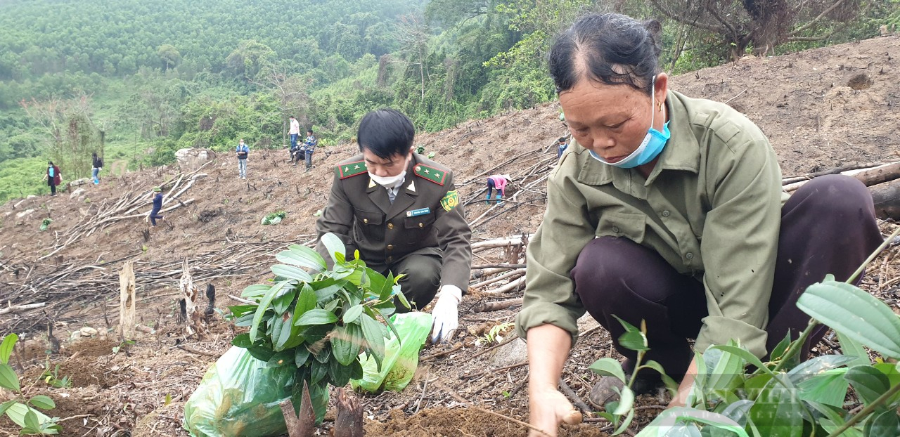 Hội Nông dân Quảng Ninh với quyết tâm phủ kín rừng gỗ lớn - Ảnh 3.