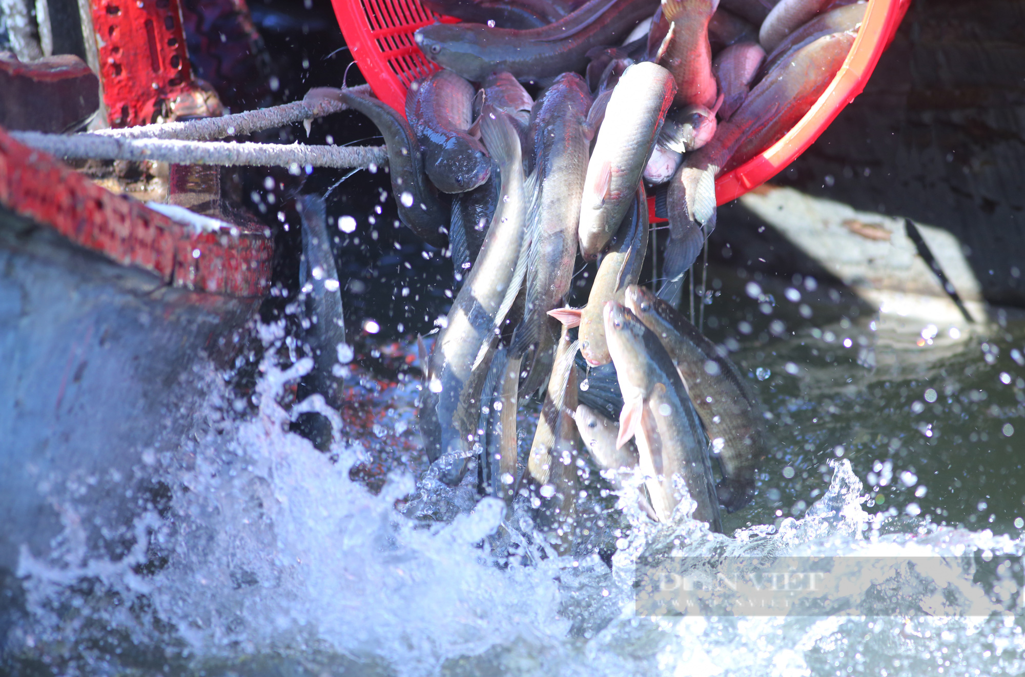 Vĩnh Long: Hơn 30 tấn cá được thả xuống dòng sông tiền - Ảnh 2.