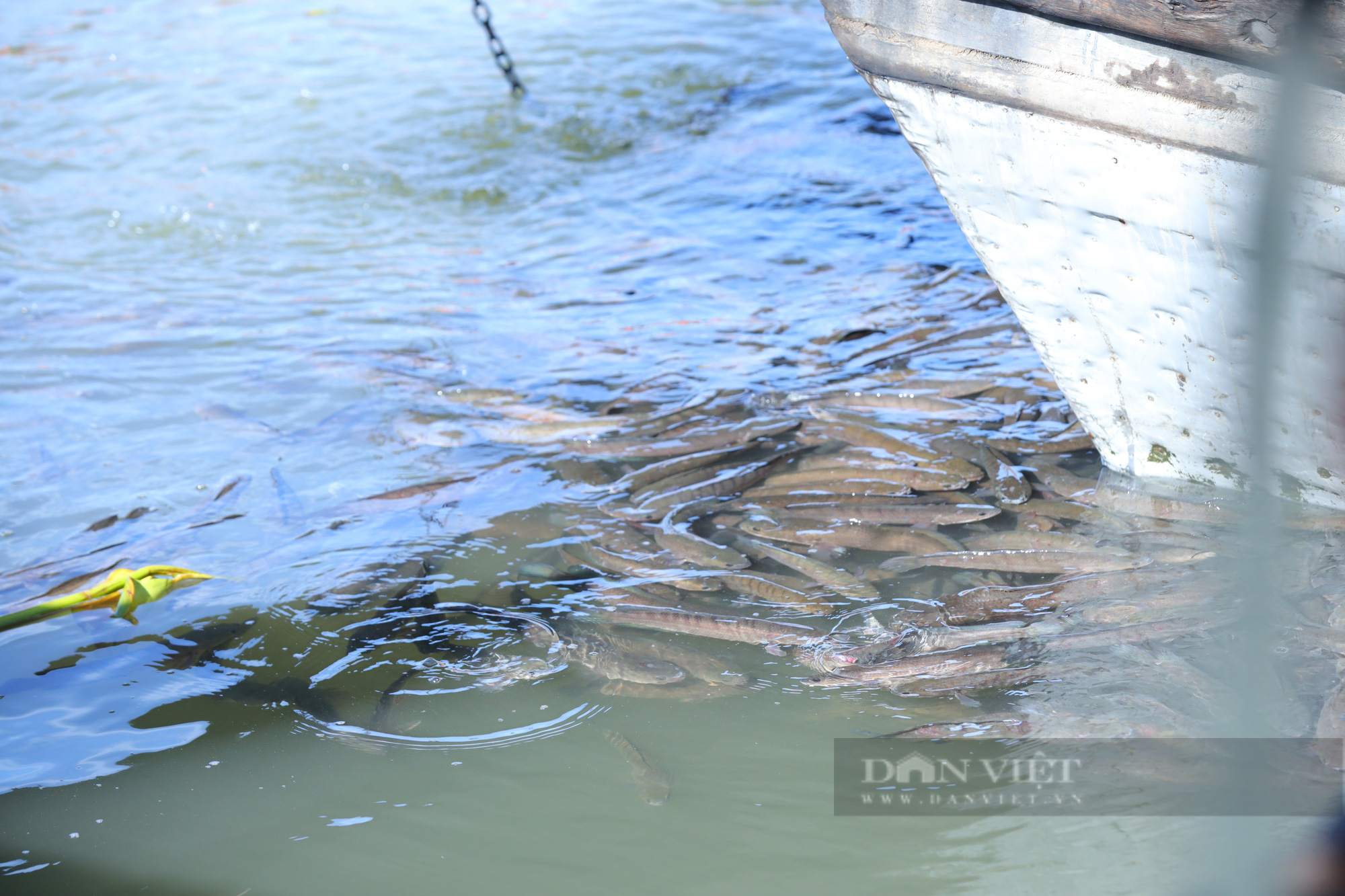 Vĩnh Long: Hơn 30 tấn cá được thả xuống dòng sông tiền - Ảnh 3.