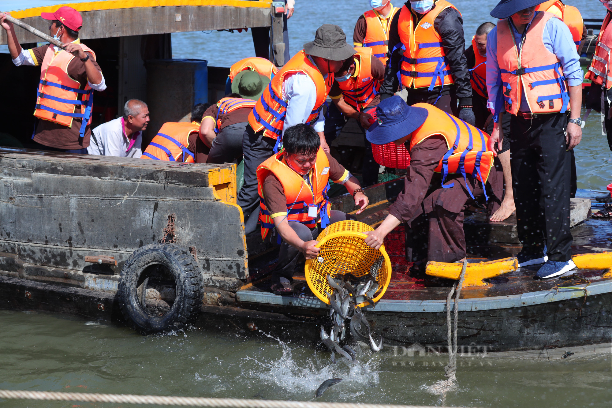 Vĩnh Long: Hơn 30 tấn cá được thả xuống dòng sông tiền - Ảnh 1.