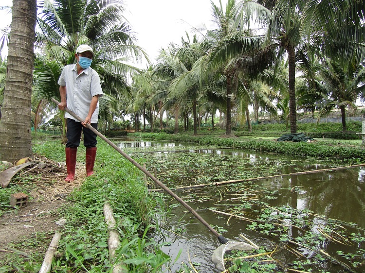 Đào kênh nuôi ốc đặc sản gì trong vườn dừa, chả tốn mấy thức ăn mà một ông nông dân Bình Định thu nửa tỷ/năm? - Ảnh 1.