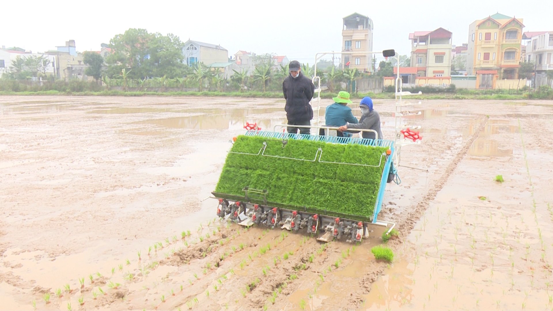 Thường Tín đẩy nhanh tiến độ gieo cấy lúa vụ Xuân 2022 - Ảnh 2.