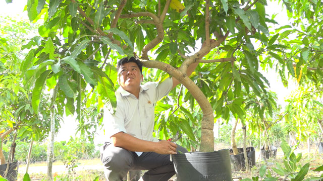 Hình ảnh trồng xoài trong chậu sẽ khiến bạn muốn thử khám phá cách để trồng loại cây này. Hình ảnh cung cấp cho bạn thông tin và sự chuẩn bị cần thiết để bắt đầu với dự án tuyệt vời này.