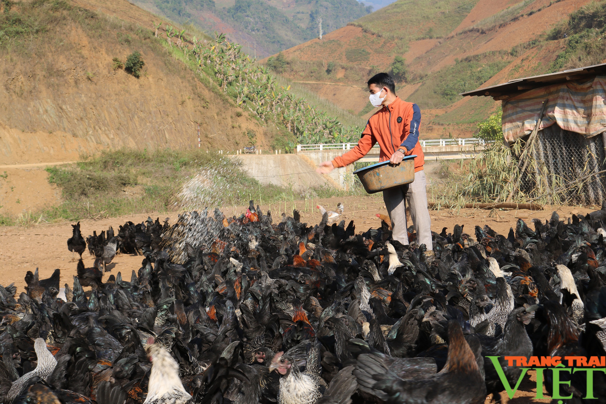 Hiệu quả mô hình nuôi gà đen H'Mông thương phẩm thả vườn, đồi theo hướng an toàn sinh học ở vùng cao Sơn La - Ảnh 2.