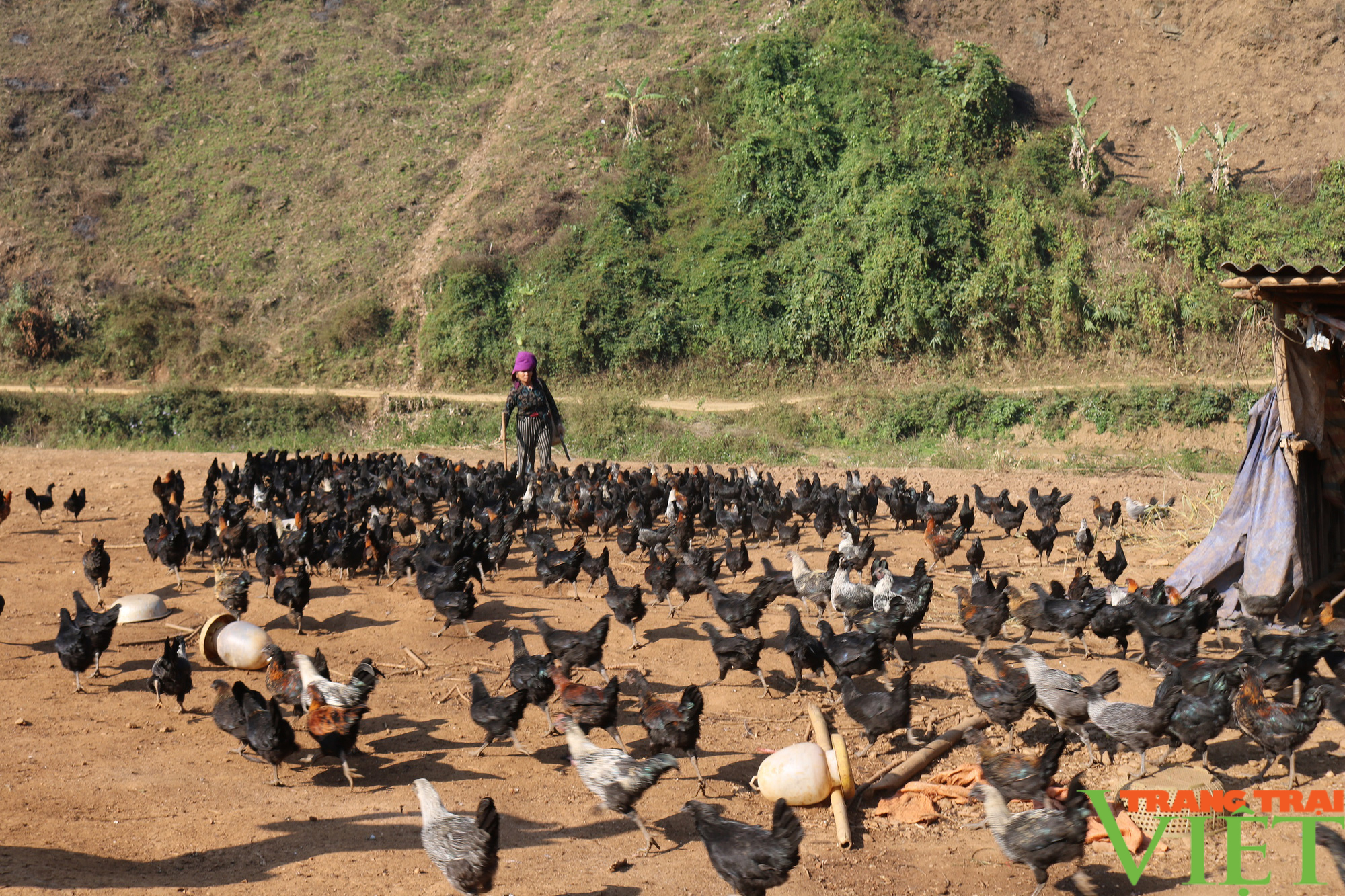 Hiệu quả mô hình nuôi gà đen H'Mông thương phẩm thả vườn, đồi theo hướng an toàn sinh học ở vùng cao Sơn La - Ảnh 3.