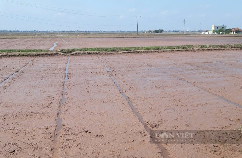 Ninh Bình: Sau rét đậm, nhiều xã ở huyện Kim Sơn phải gieo cấy lại - Ảnh 2.