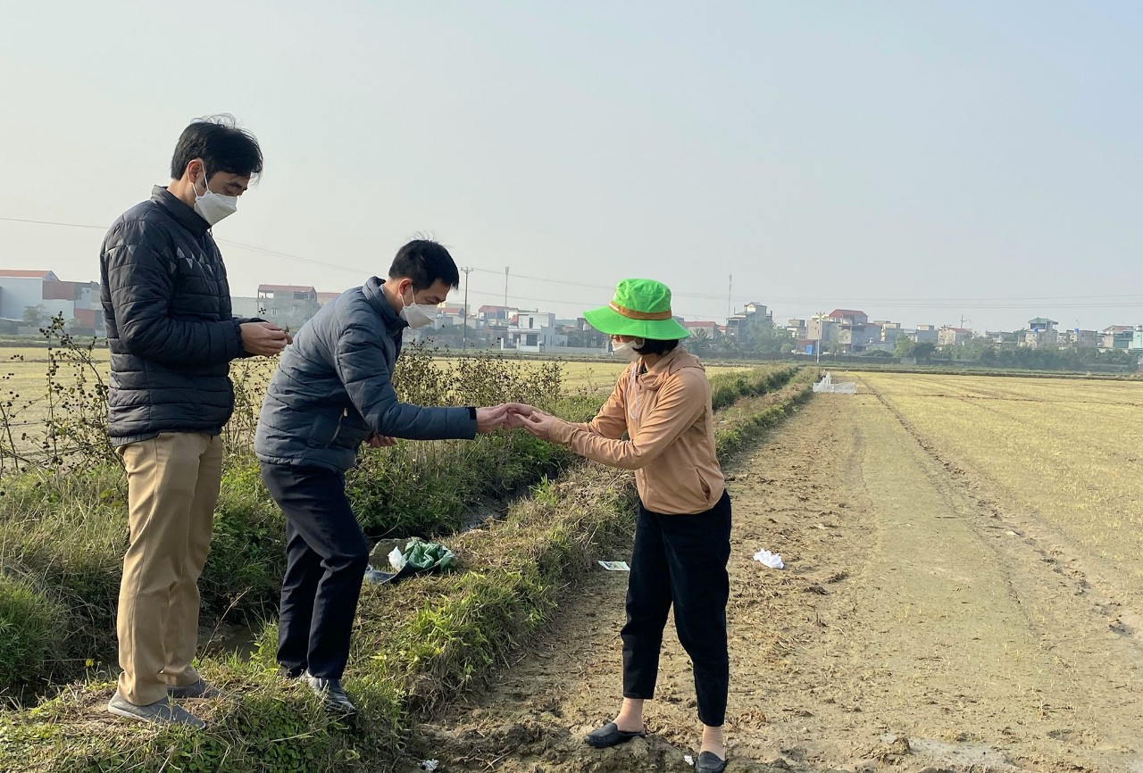 Ninh Bình: Sau rét đậm, nhiều xã ở huyện Kim Sơn phải gieo cấy lại - Ảnh 1.