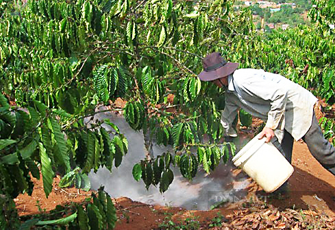 Giá cà phê hôm nay tại Đắk Lắk lùi về lại mốc 41.000 đồng/kg, bí quyết giúp giảm rụng trái cà phê - Ảnh 2.
