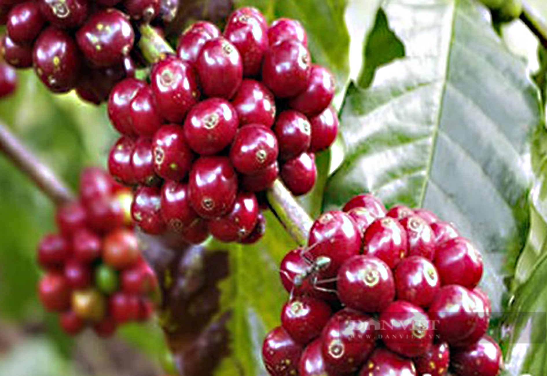 Giá cà phê hôm nay tại Đắk Lắk lùi về lại mốc 41.000 đồng/kg, bí quyết giúp giảm rụng trái cà phê - Ảnh 1.
