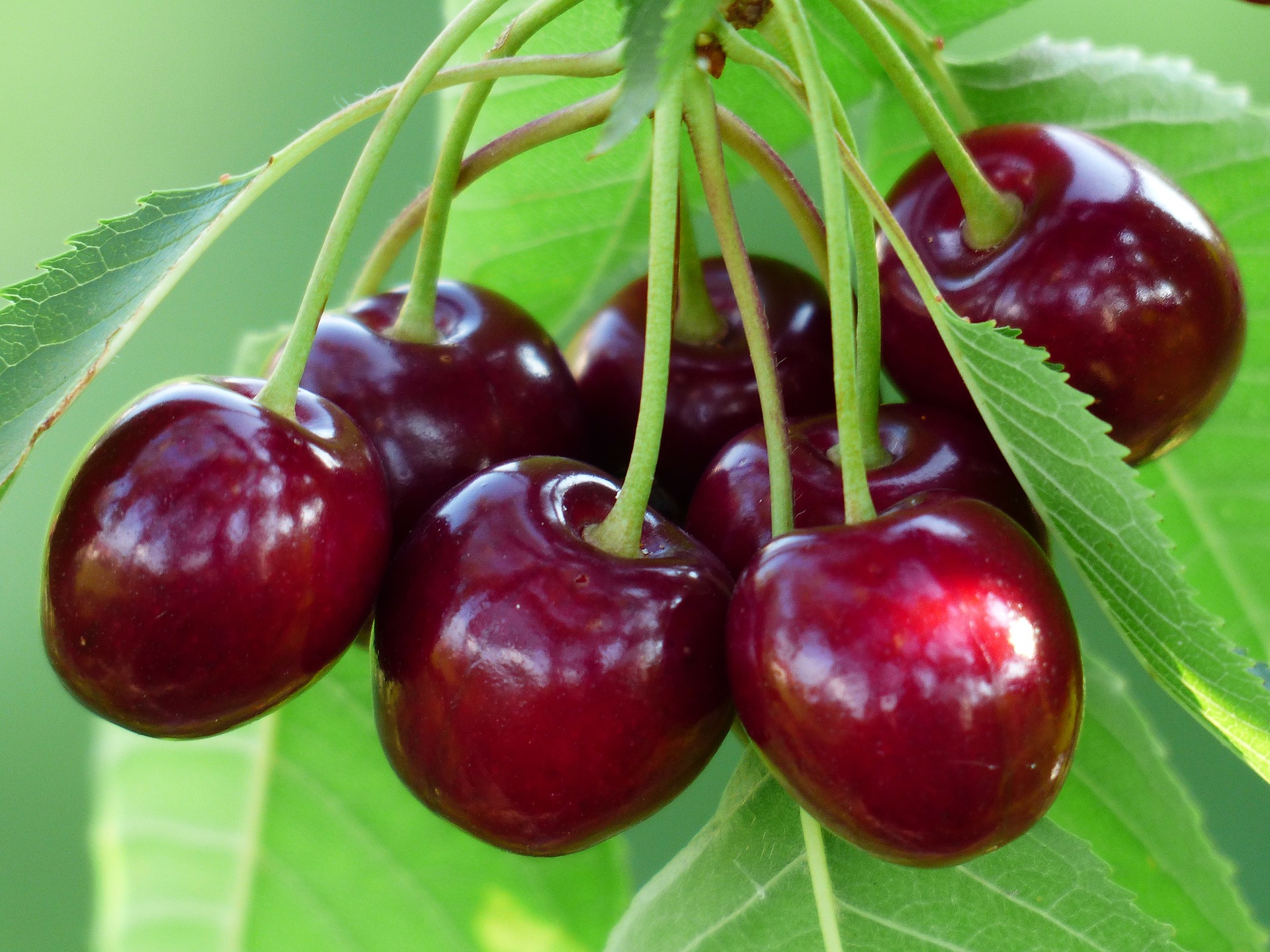 12 loại trái cây “kỳ diệu” bệnh nhân trong và sau quá trình điều trị ung thư không nên bỏ qua - Ảnh 11.