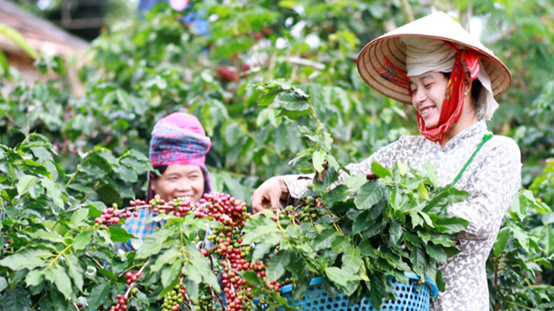 Nông dân Sơn La nặng lòng với cây cà phê - Ảnh 2.