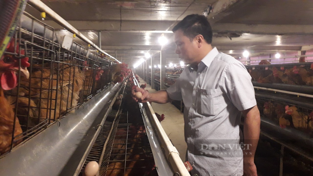 Thái Nguyên: Ông nông dân nuôi gà ấp trứng, ứng dụng công nghệ số hiện đại giúp giảm chi phí và tăng thu nhập - Ảnh 3.