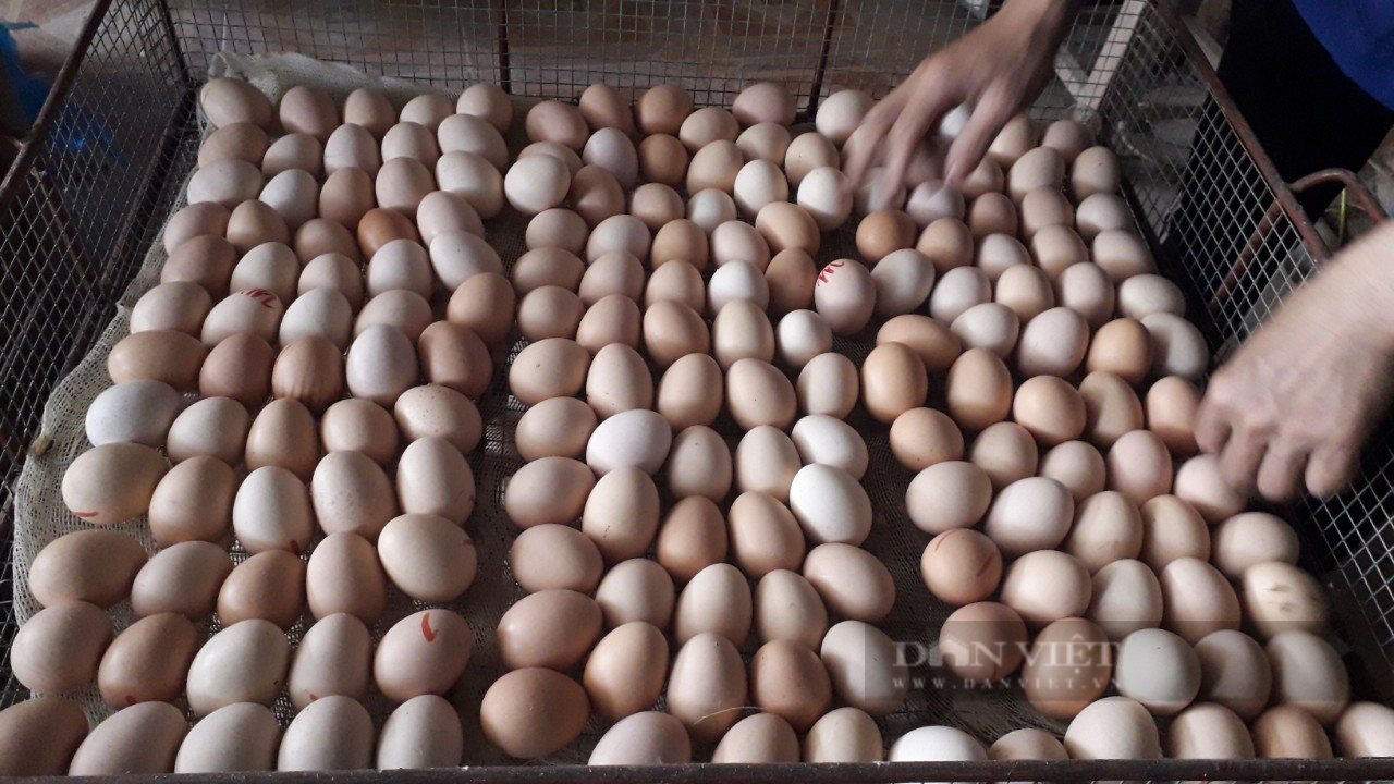 Thái Nguyên: Ông nông dân nuôi gà ấp trứng, ứng dụng công nghệ số hiện đại giúp giảm chi phí và tăng thu nhập - Ảnh 4.