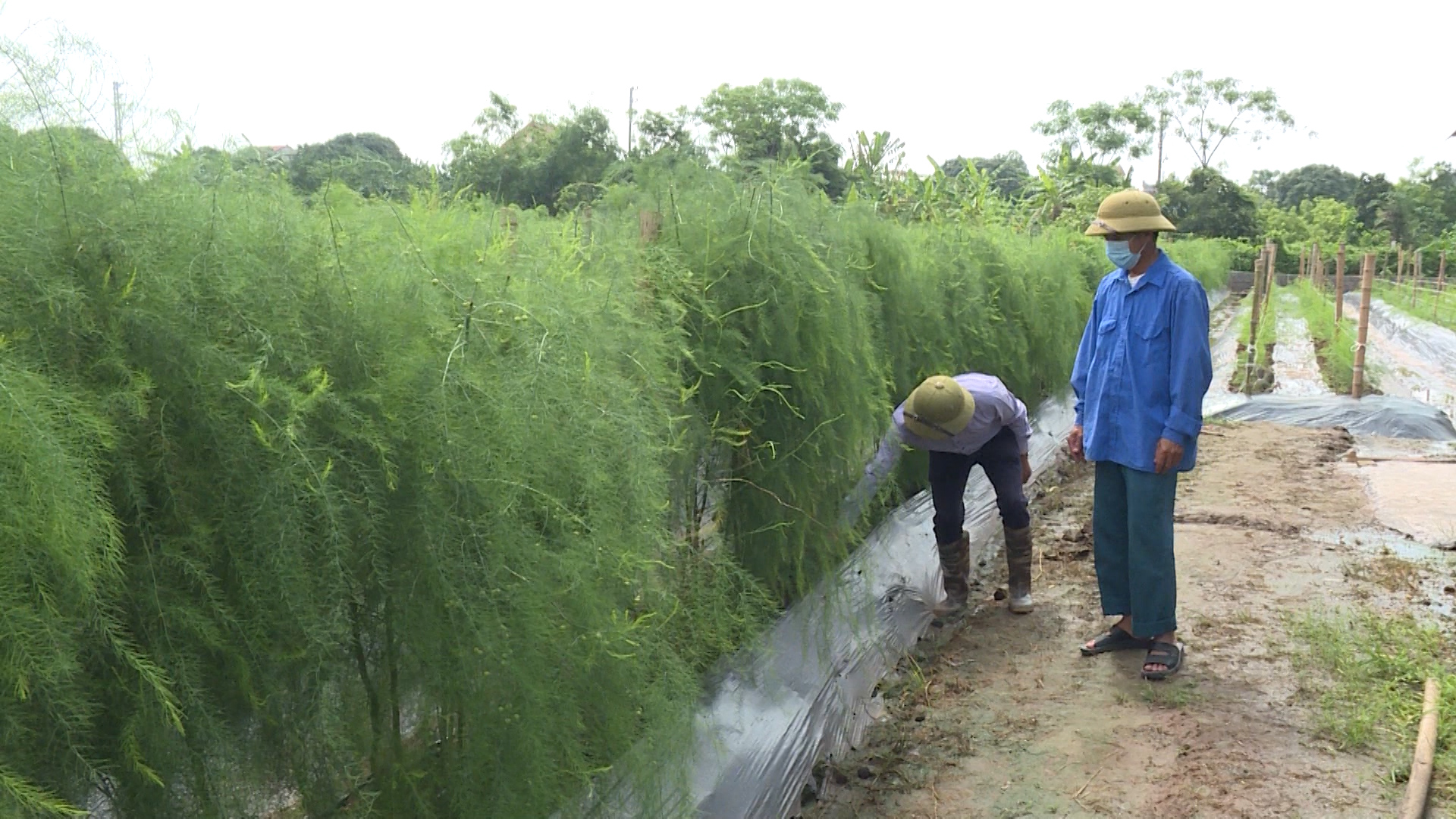 Trồng thứ cây trông như cây cảnh, không phải cây tre, trồi lên vô số mầm măng mập mạp, nông dân Thái Bình đổi đời - Ảnh 5.