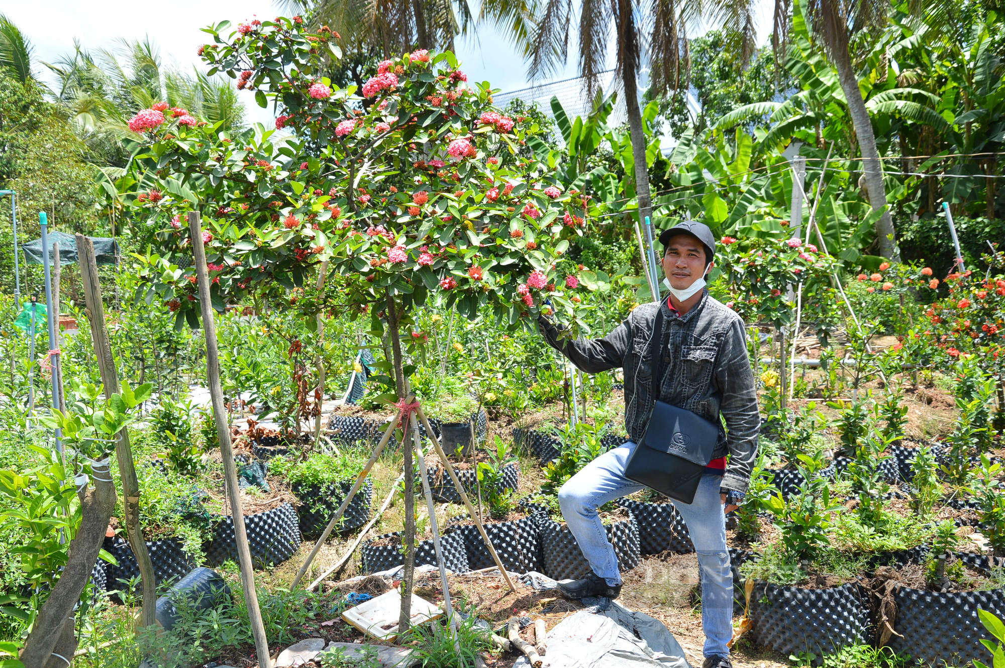 Nhân giống bông trang đột biến bán giá tiền triệu mỗi cây - Ảnh 6.