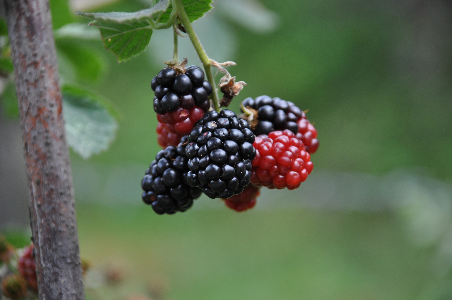 12 loại trái cây “kỳ diệu” bệnh nhân trong và sau quá trình điều trị ung thư không nên bỏ qua - Ảnh 8.