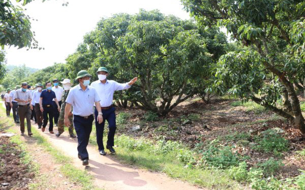 Bắc Giang muốn đưa một nông sản nổi tiếng của tỉnh thành thương hiệu quốc gia